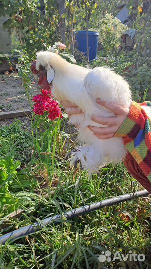 Продам семью китайских хохлатых кур