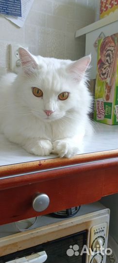 Кот кошка в аренду