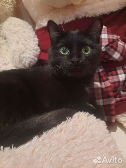 Кошечка для вязки