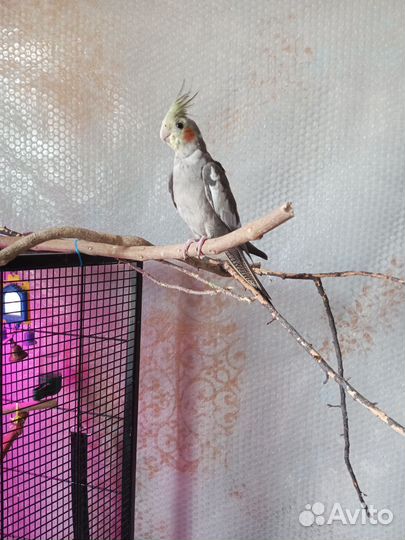 Попугай корелла девочка