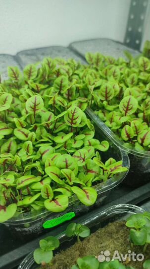 Щавель красножильный