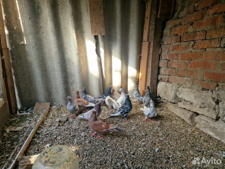 Продажа голубей