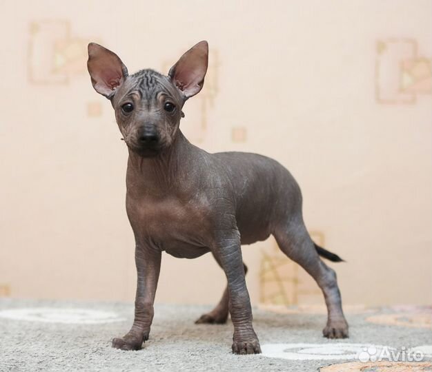 Щенки Ксолоитцкуинтли голые