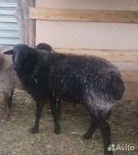 Баран курдючны