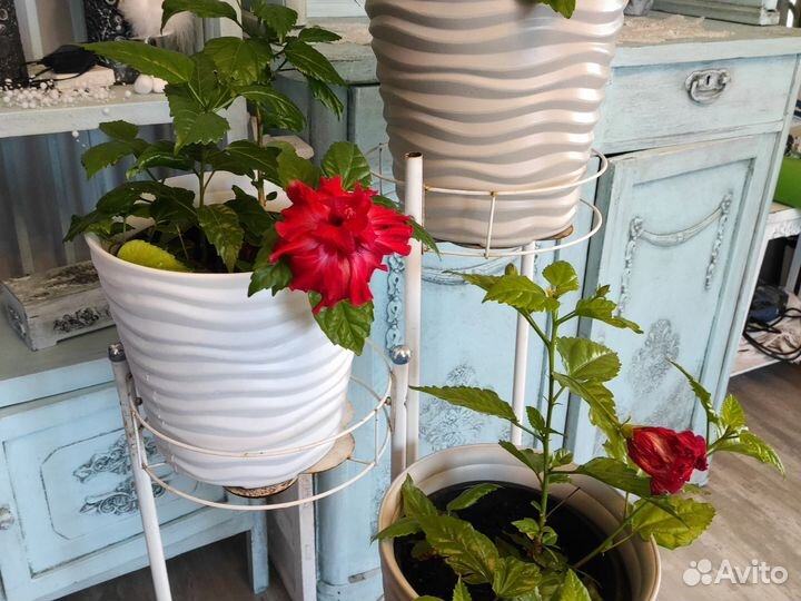 Гибискус красный махровый