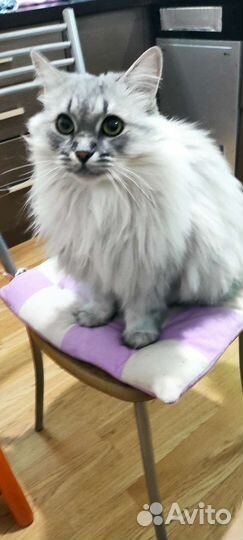 Отдам бесплатно в добрые руки