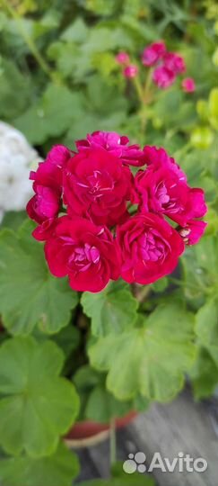 Пеларгония, каланхоэ, книфофия