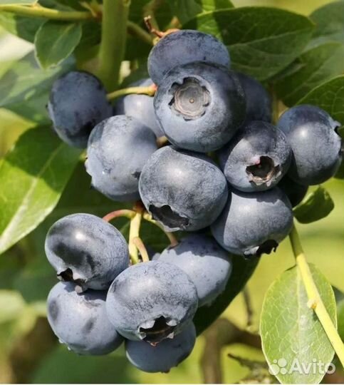 Голубика саженцы