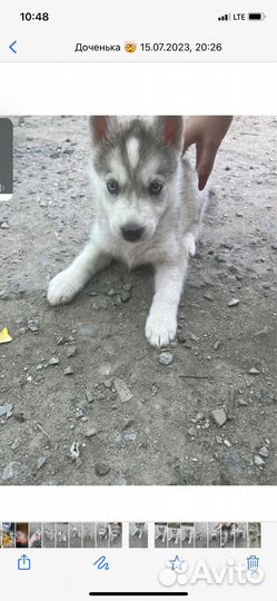 Сибирский хаски