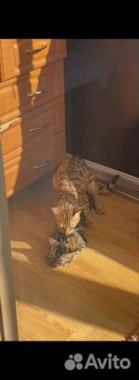 Бенгальский кот вязка