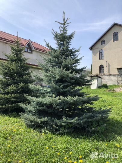 Ель голубая