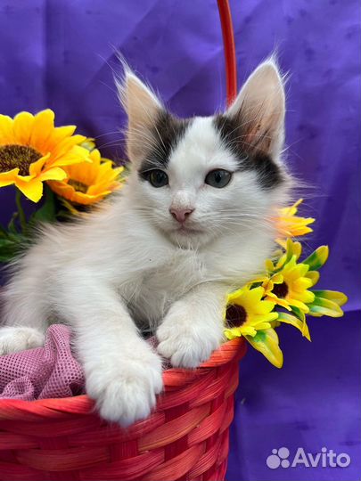 Пушистый комочек счастья