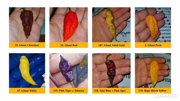 40+ сортов Самого острого чили chili перца в мире