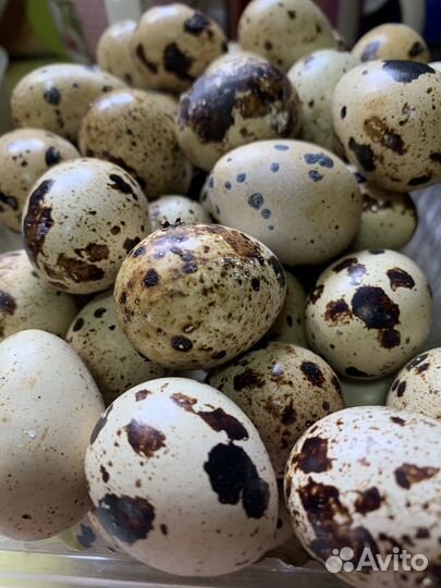 Яйца перепелиные