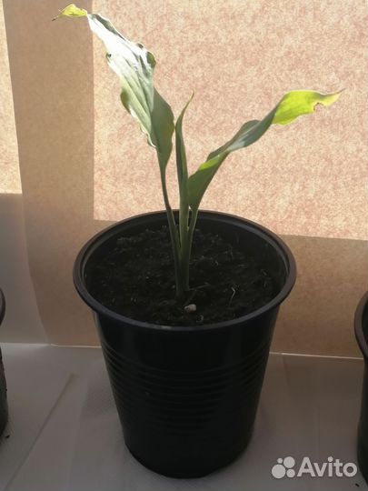 Денежное дерево Толстянка