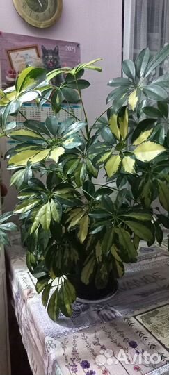 Комнатные цветы шефлера