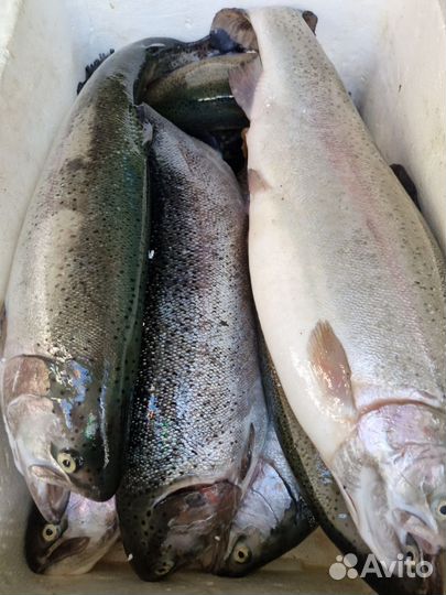 Форель охлажденная свежая