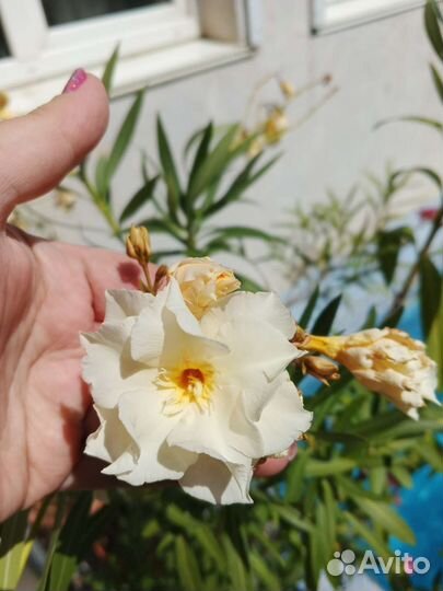 Олеанд. Нарцисс. Яснотка