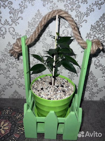Фикус бенджамина сорт Наташа