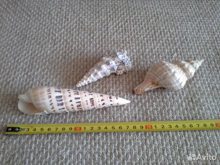 Морские ракушки