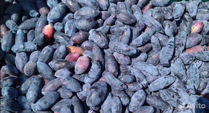 Жимолость ягоды