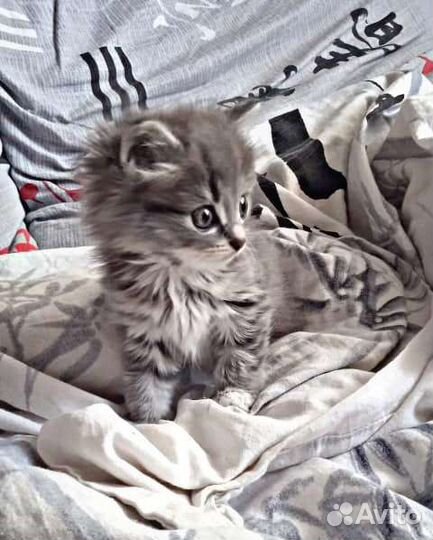Найден котёнок