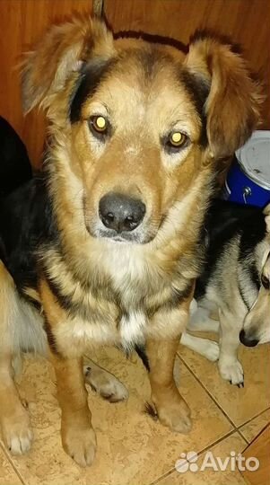 Собака в добрые руки