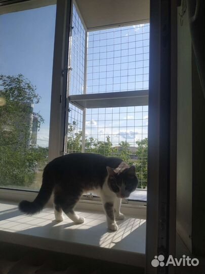 Балкон для кошек