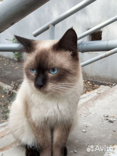 Сиамский кот бесплатно