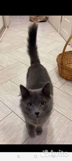 Котик в добрые руки