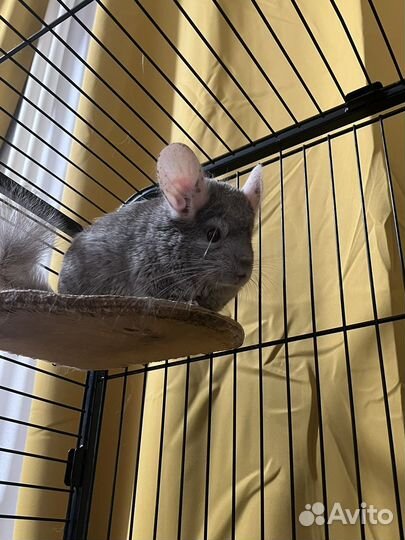 Шиншилла с клеткой