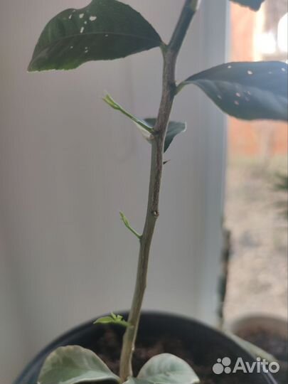 Лимон вариегатный