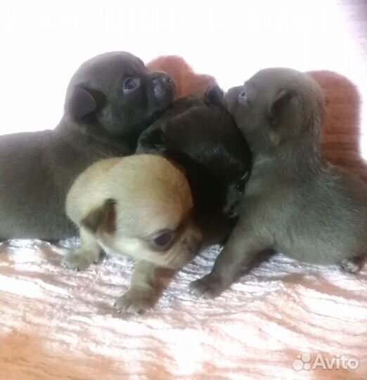 Чихуашечки милашечки