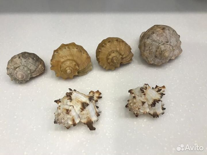 Ракушки морские