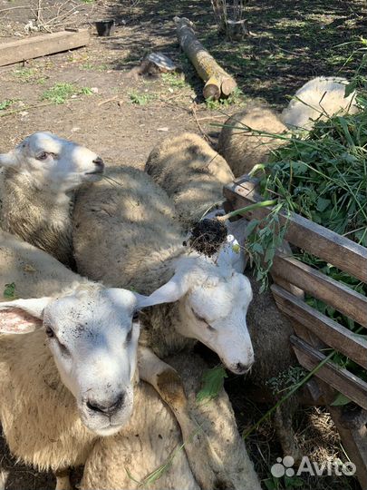 Ярочки, бараны, тексель голландский