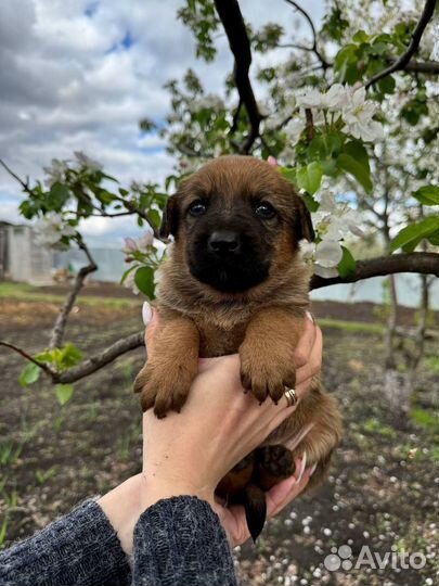 Собака и кутята в добрые руки отдам бесплатно