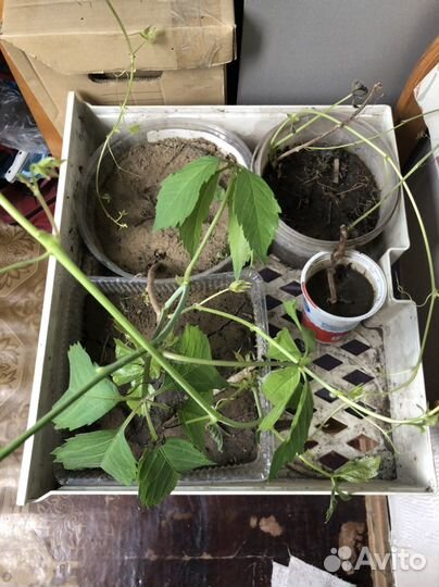 Саженцы дикого винограда