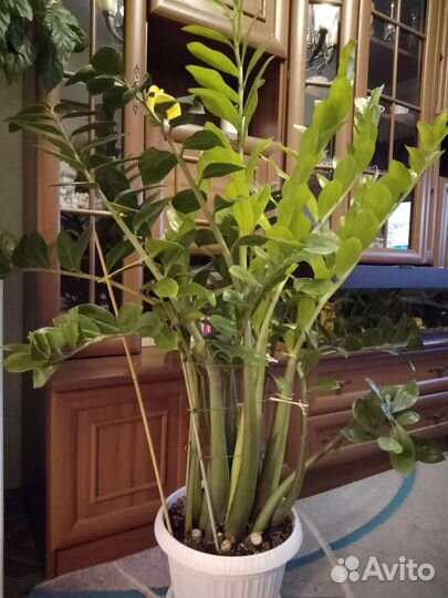 Замиокулькас