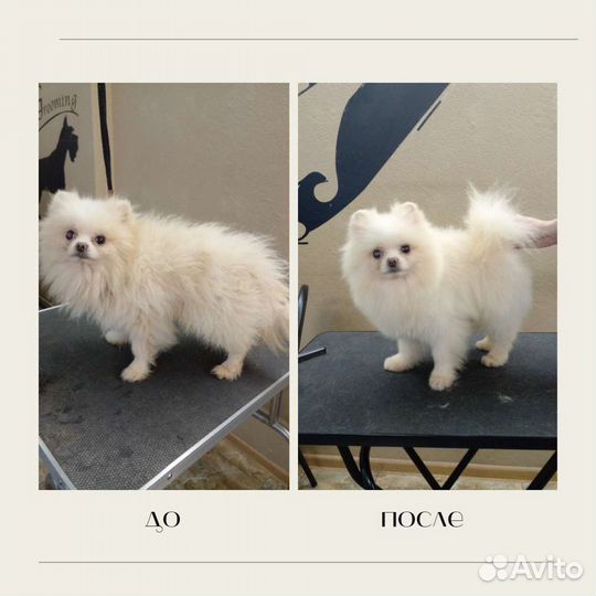 Грумер стрижка собак