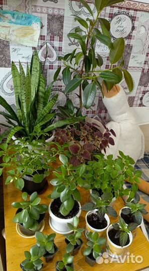 Комнатные цветы