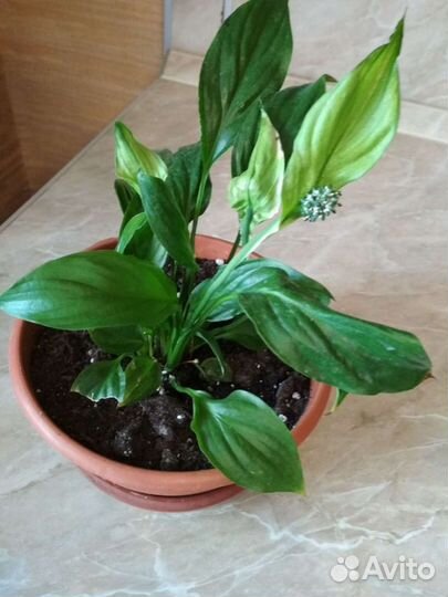 Спатифиллум