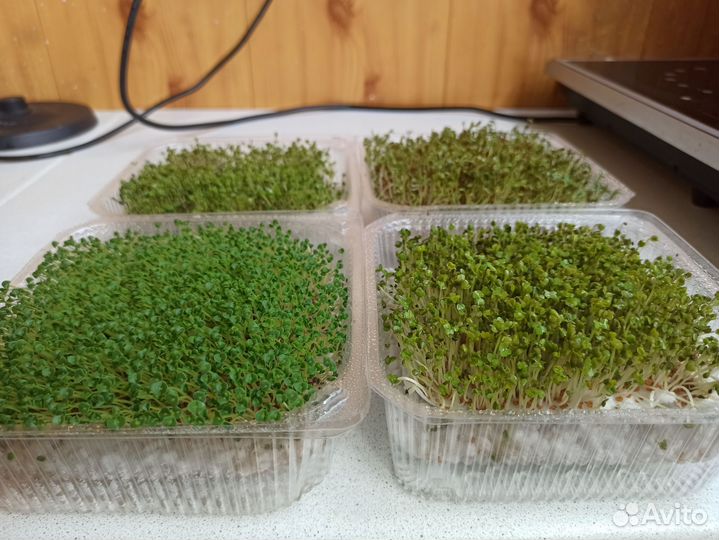 Микрозелень