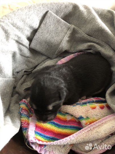 Щенок бесплатно