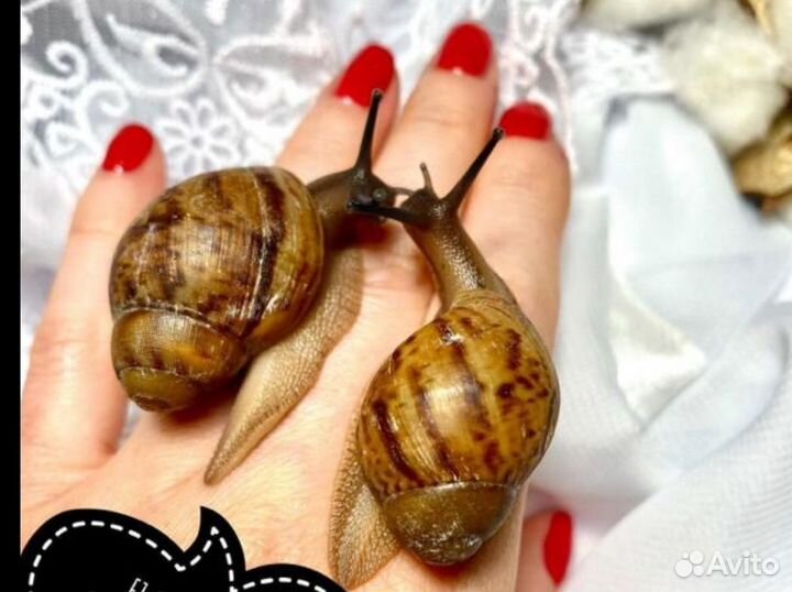 Улитка архахатина F2 иктерика страйп