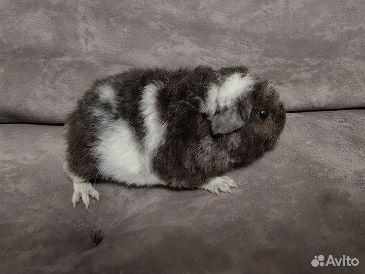 Морские свинки американский тедди