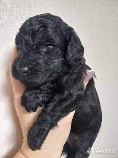 Собаки щенки