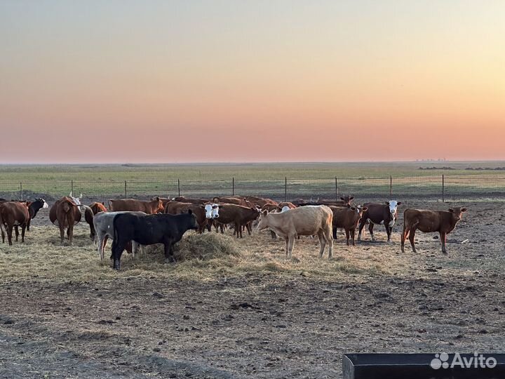 Коровы и телки