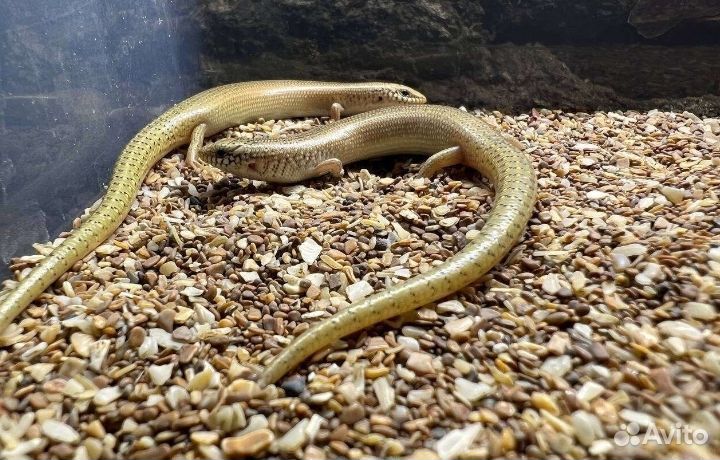 Глазчатый хальцид