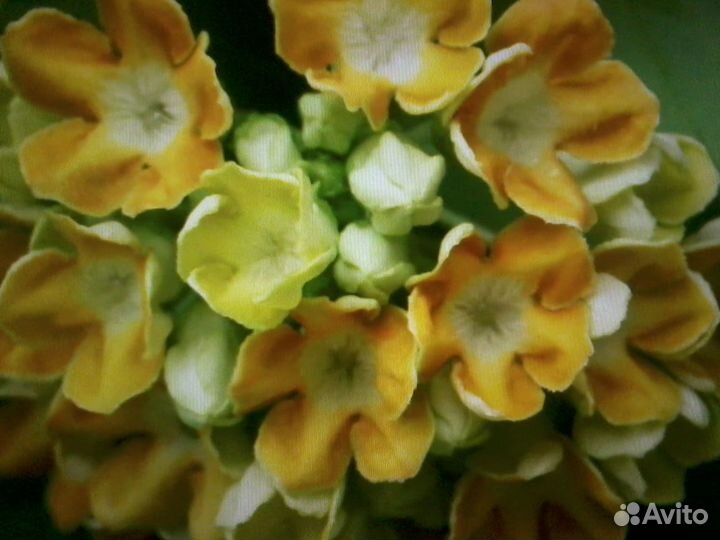 Османтус Строфантус Трахелоспермум Цеструм Телосма