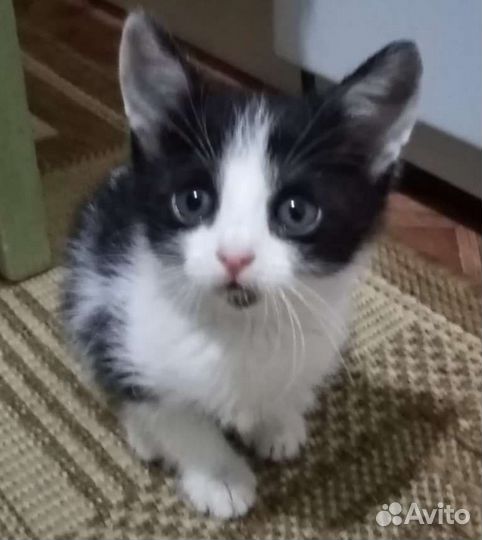 Котянок ищет дом (2 мес., девочка)